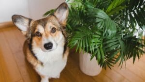 15 Dog-Safe Indoor Plants to Brighten Up Your Home 1 15 Dog-Safe Indoor Plants to Brighten Up Your Home - dog with plant ss1954174894