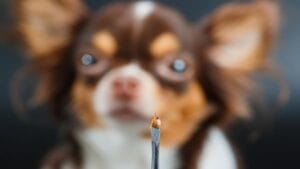 What You Didn't Know About Protecting Your Dog from Fleas & Tick Paralysis 1 What You Didn't Know About Protecting Your Dog from Fleas & Tick Paralysis - dog with tick ss1391664563