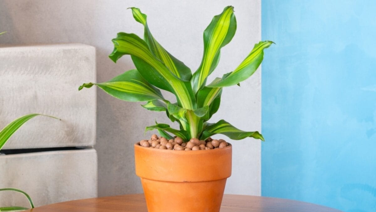 18 Low-Maintenance Houseplants That Will Survive Almost Any Condition 13 18 Low-Maintenance Houseplants That Will Survive Almost Any Condition - dracaena ss2177679493