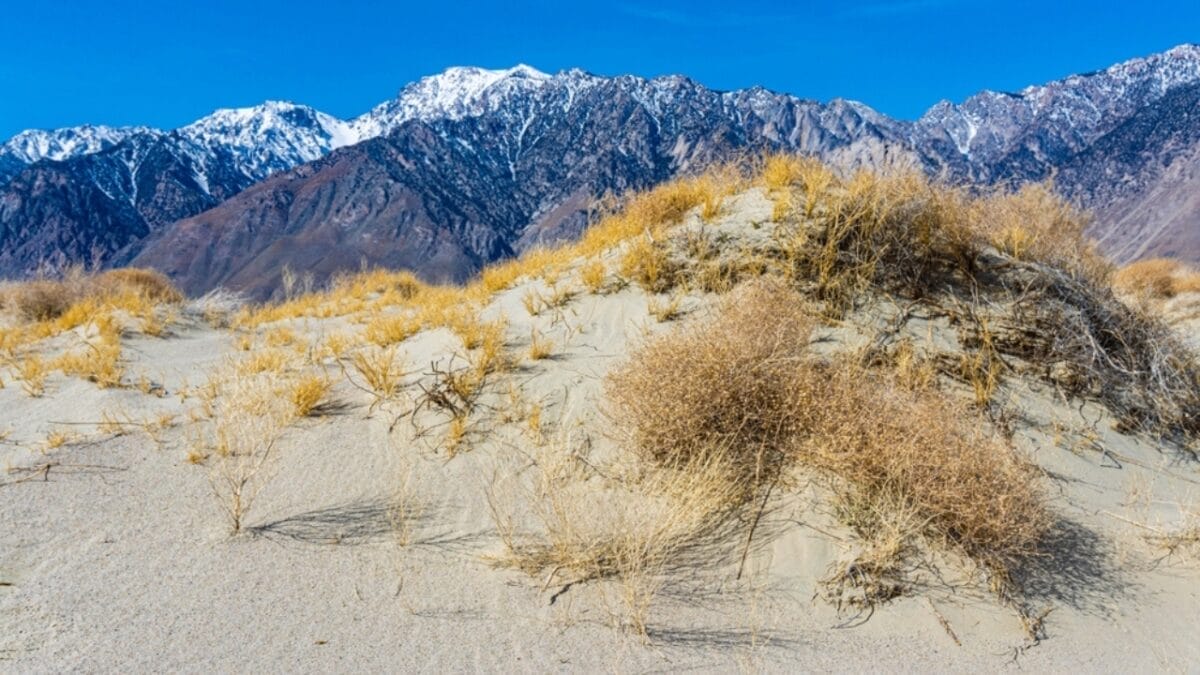 Ancient 11,700 Year Old Plant Thriving in the Desert- Older Than History Itself 4 Ancient 11,700 Year Old Plant Thriving in the Desert- Older Than History Itself - dry creosote bush ss2464924167