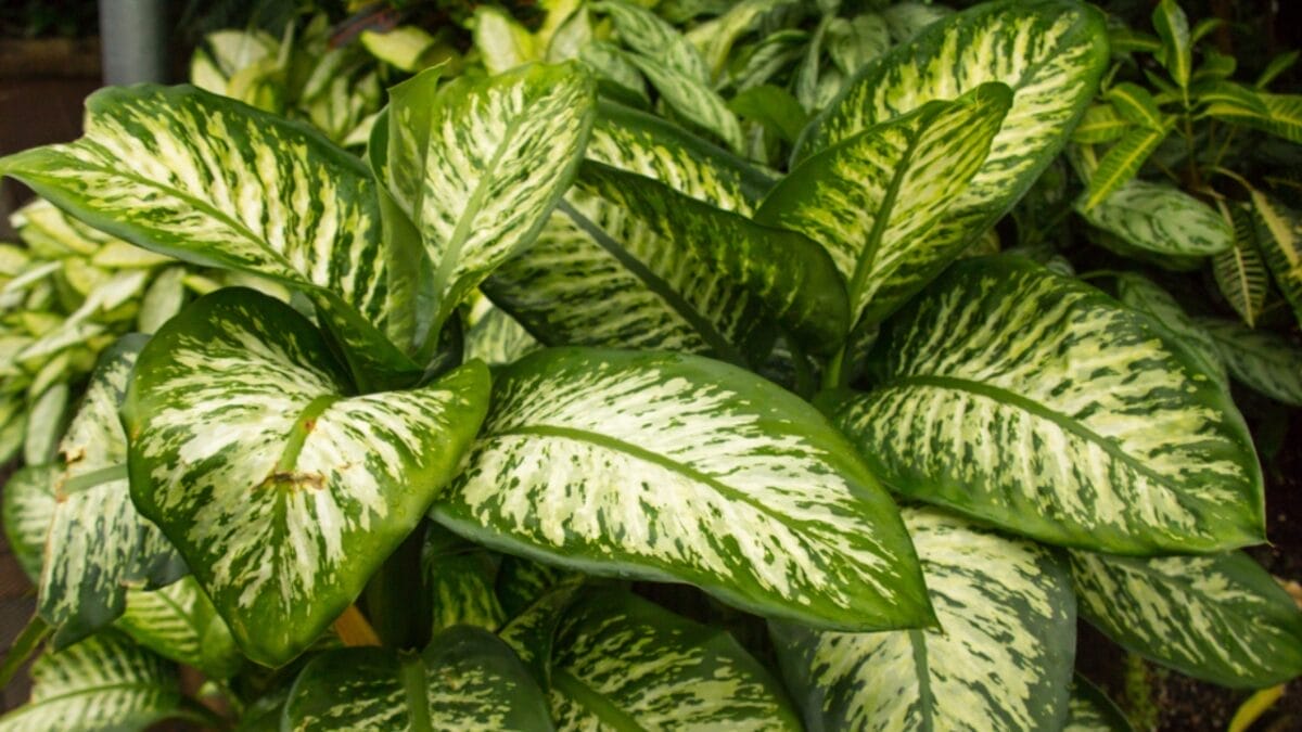 18 Plants That Flourish in Humid Bathrooms 20 18 Plants That Flourish in Humid Bathrooms - dumb cane plant ss1424051882