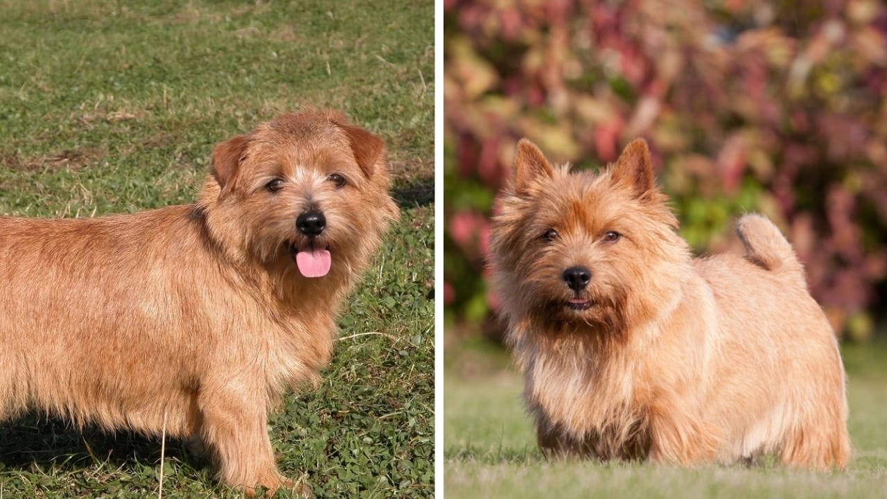 Norfolk & Norwich Terriers are More Different Than You Think - ear norfolk and norwich terrier ss2238942531119453251