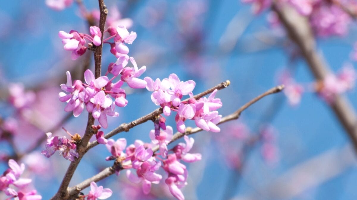 15 Pink Flowering Trees to Add a Splash of Color to Your Garden 3 15 Pink Flowering Trees to Add a Splash of Color to Your Garden - eastern redbud flower dp5559757
