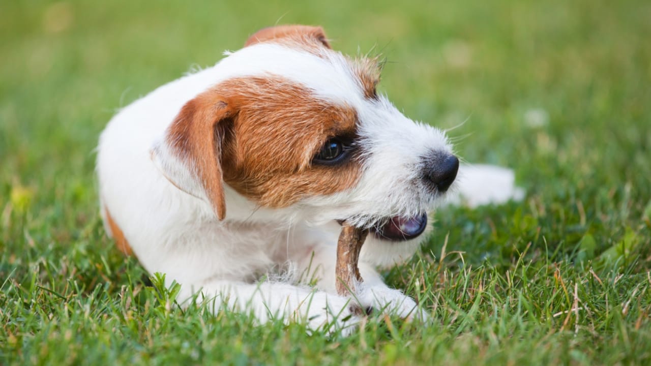 10 Steps to a Well-Mannered Parson Russell Terrier 8 10 Steps to a Well-Mannered Parson Russell Terrier - eating parson russell terrier ss148826840