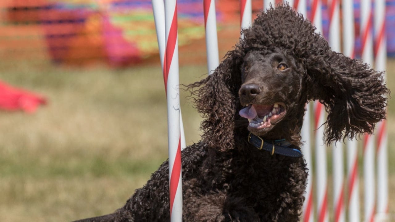 10 Reasons the Irish Water Spaniel is a Hidden Gem Among Dog Breeds 6 10 Reasons the Irish Water Spaniel is a Hidden Gem Among Dog Breeds - energetic irish water spaniel ss1787547821