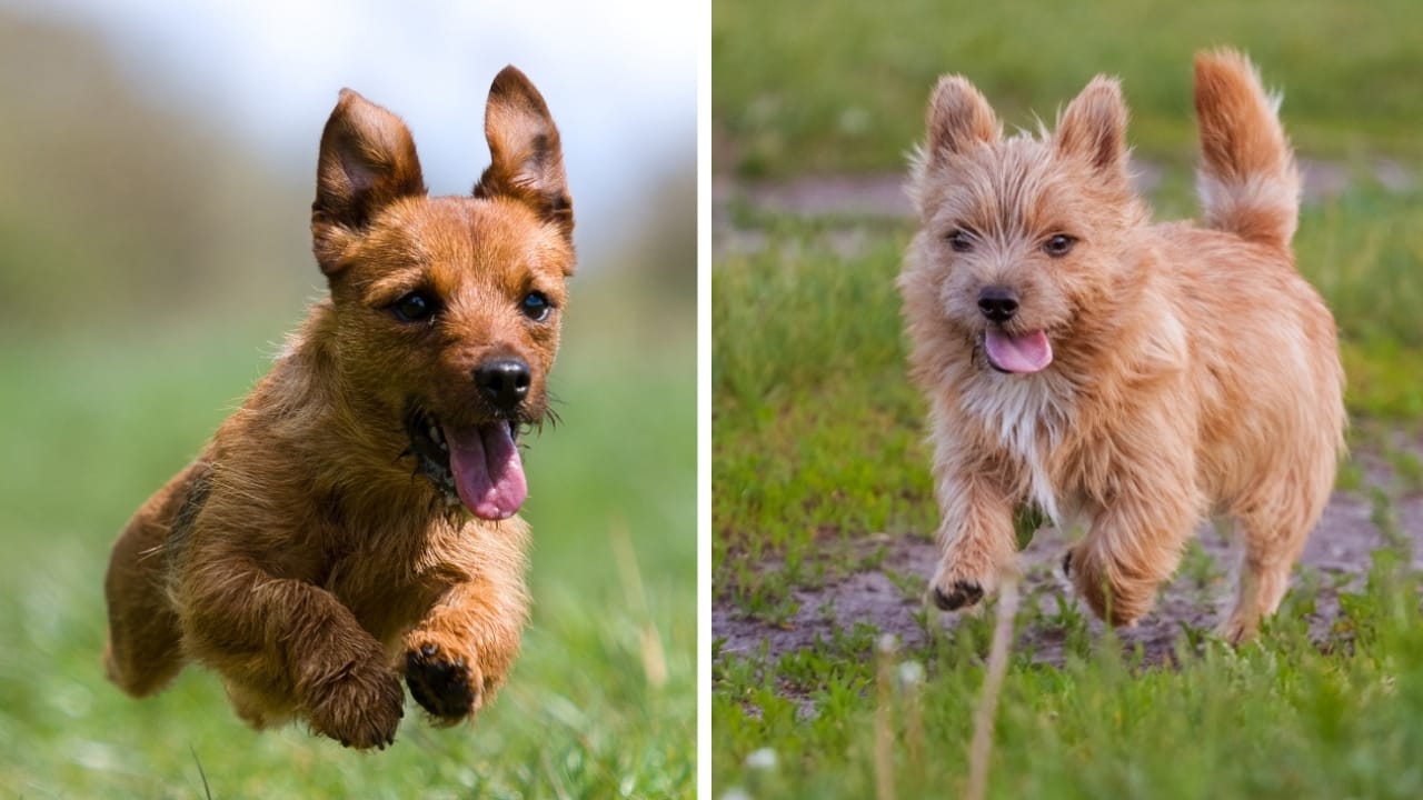 Norfolk & Norwich Terriers are More Different Than You Think - energetic norfolk and norwich terrier ss19688250462179777999