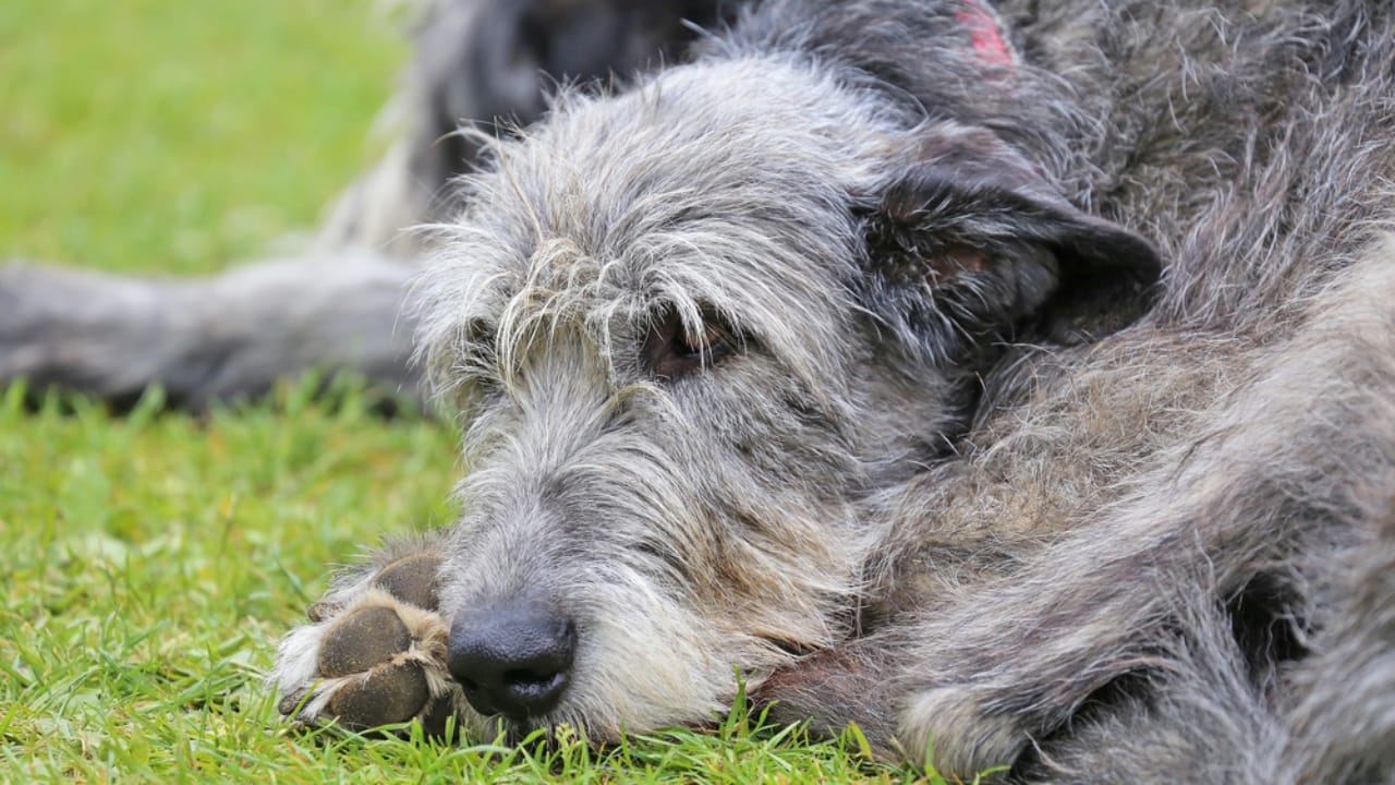 The Majestic Irish Wolfhound: 10 Facts That Show There’s More to This Breed 6 The Majestic Irish Wolfhound: 10 Facts That Show There’s More to This Breed - energy of irish wolfhound ss445885876