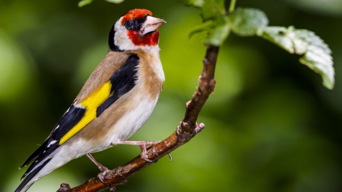 The Most Colorful & Beautiful Types of Finches 7 The Most Colorful & Beautiful Types of Finches - european goldfinch ss290104574