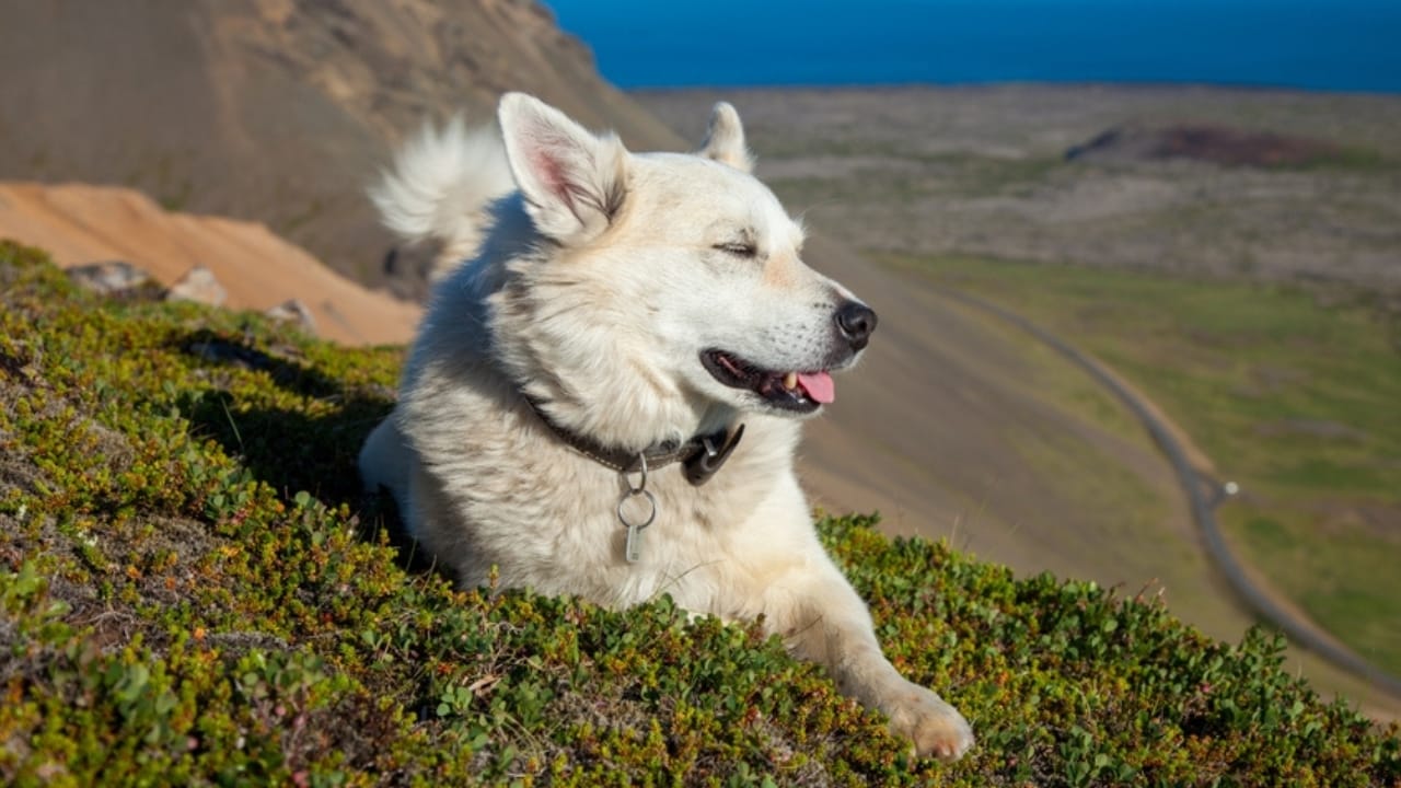 7 Facts About the Icelandic Sheepdog’s 1,000-Year Survival 5 7 Facts About the Icelandic Sheepdog’s 1,000-Year Survival -