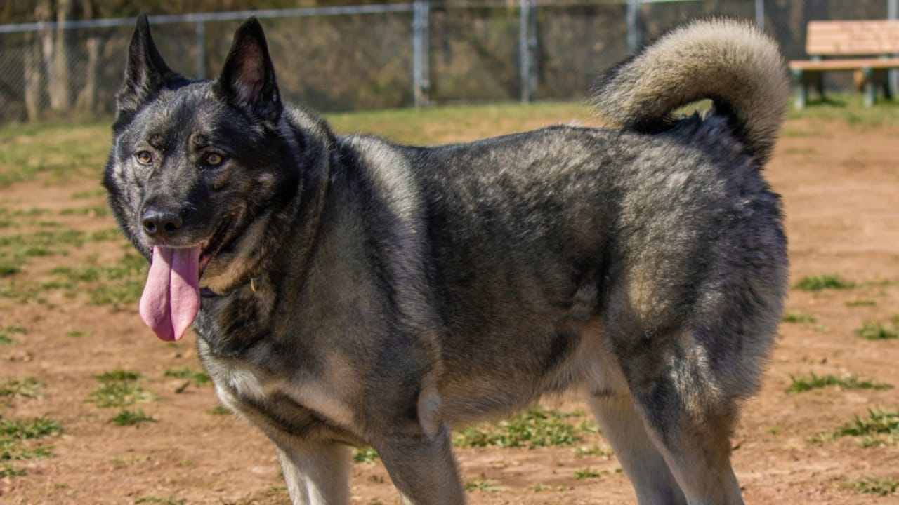 The Viking’s Best Friend: 9 Facts on Norwegian Elkhound Heritage -
