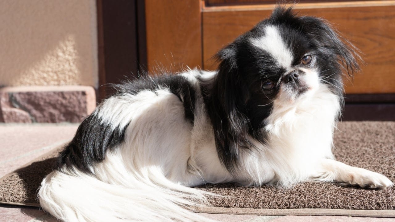 10 Unique Traits That Make the Japanese Chin Irresistible - facial japanese chin dog ss1850547103