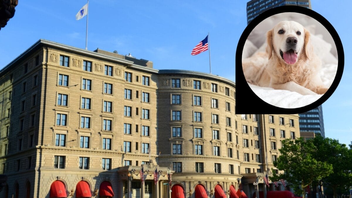 15 Hotels in the U.S. Redefining Pet-Friendly Stays 4 15 Hotels in the U.S. Redefining Pet-Friendly Stays - fairmont copley plaza hotel ss1010605864 dp270595682
