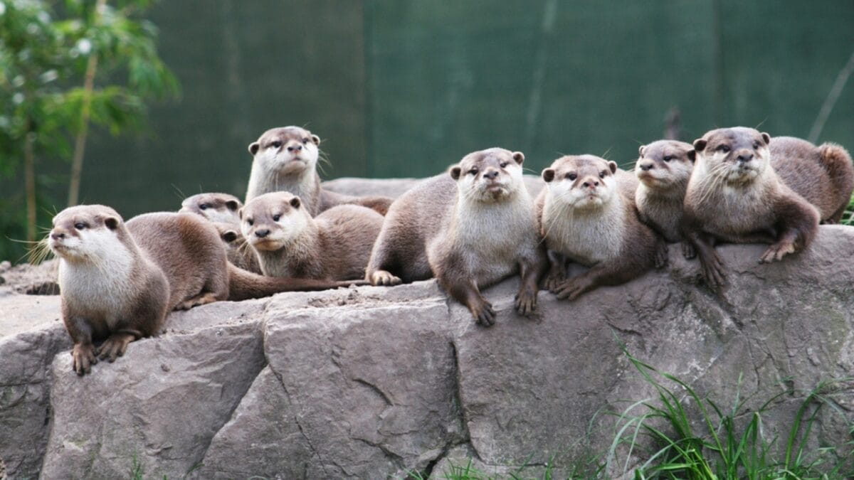 15 Quirky Facts About Otters That Will Make You Look at Them in a Whole New Light 12 15 Quirky Facts About Otters That Will Make You Look at Them in a Whole New Light - family of otter dp1733940