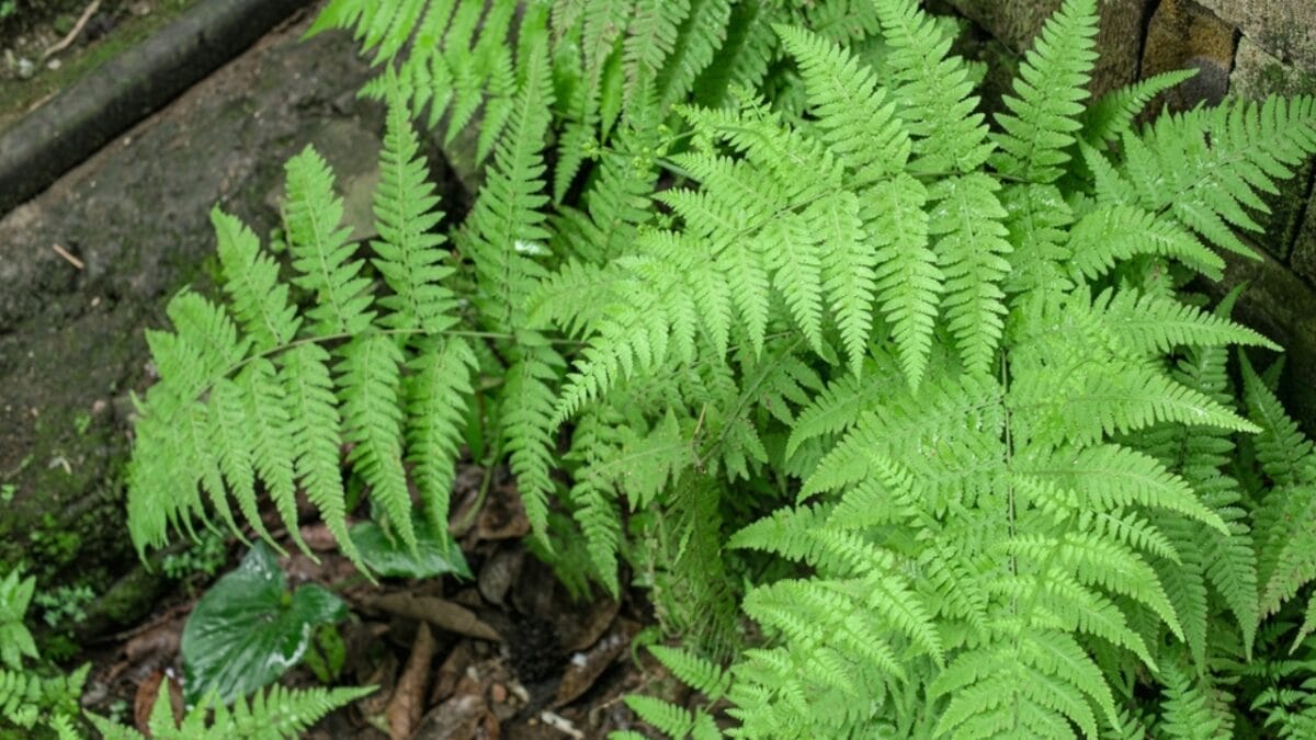 Avoid These 15 Plants When Growing Lavender in Your Garden 9 Avoid These 15 Plants When Growing Lavender in Your Garden - fern plants ss2175028533