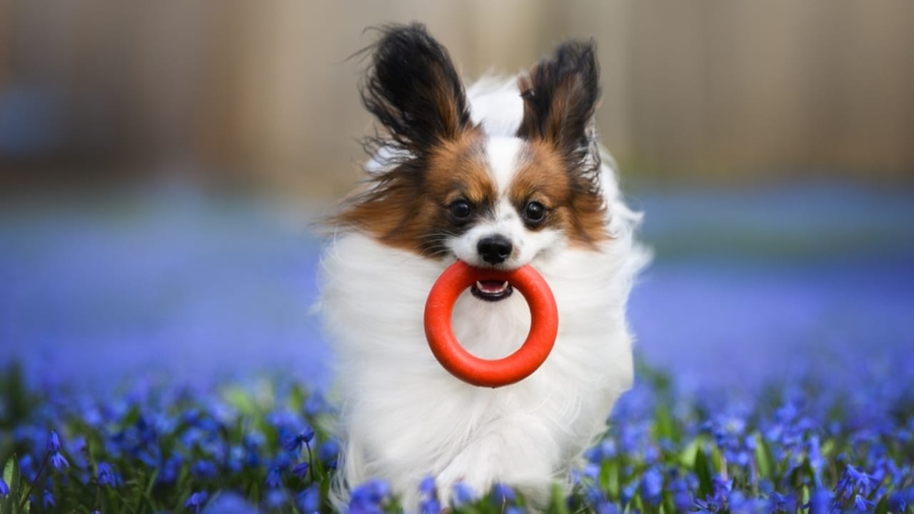 10 Papillon Dog Facts Every Pet Lover Should Know 9 10 Papillon Dog Facts Every Pet Lover Should Know - fetch papillon dog ss2290494521