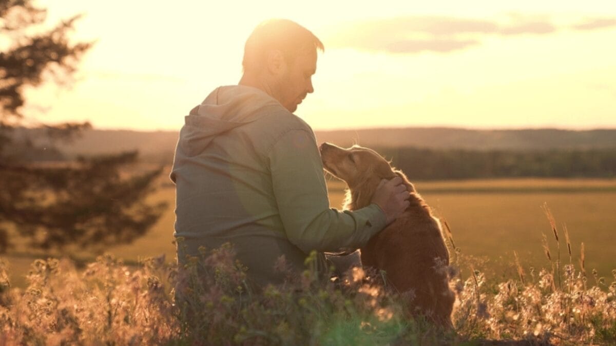 10 Things About Field Spaniel Dogs Only Experts Know 10 10 Things About Field Spaniel Dogs Only Experts Know - field spaniel ss2357619935