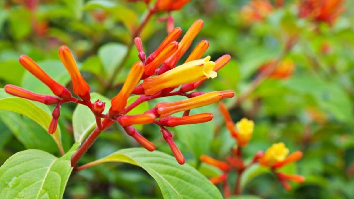 Use These Firebush Tips to Make Your Yard a Hummingbird Haven 2 Use These Firebush Tips to Make Your Yard a Hummingbird Haven - firebush ss2147434919