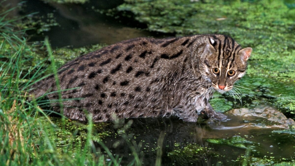 15 Wild Cats That Have Perfected the Art of the Hunt - fishing cat dp350775882
