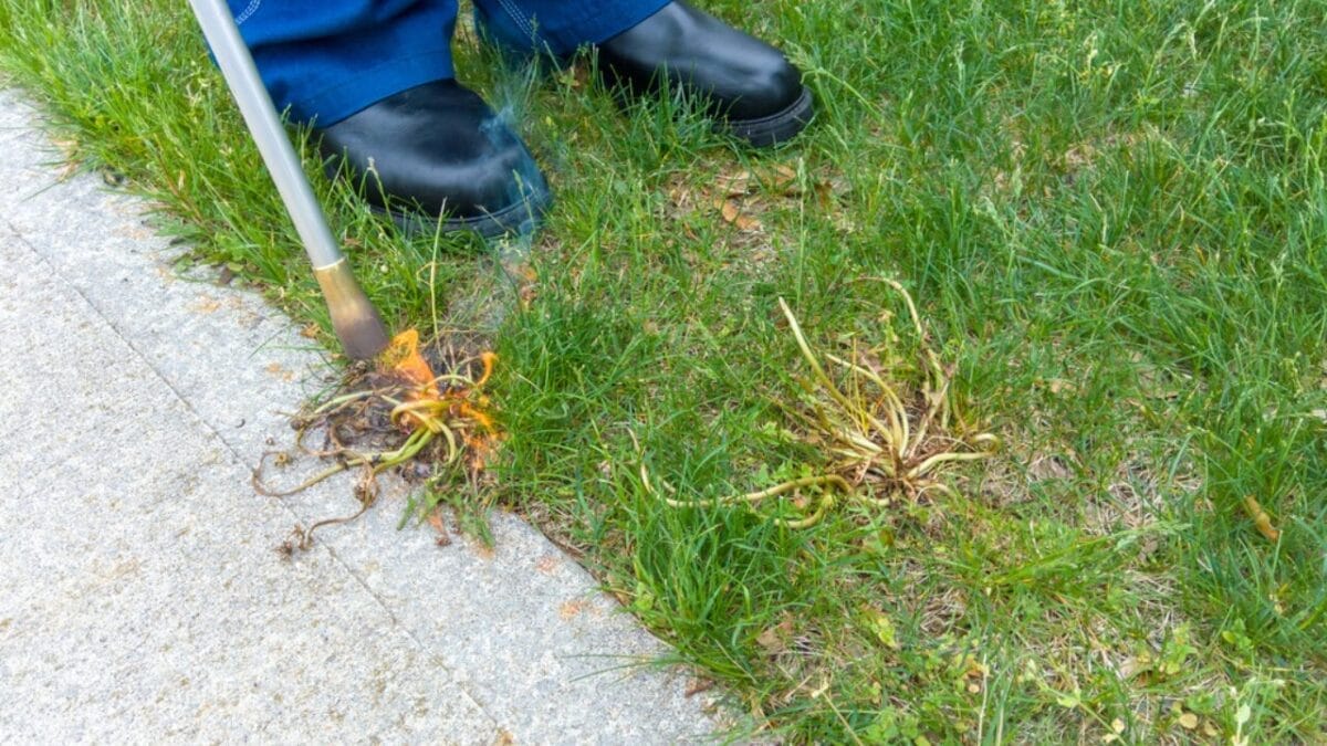 15 Effective Ways to Banish Poison Ivy for Good 15 15 Effective Ways to Banish Poison Ivy for Good - flame torch dp218541990