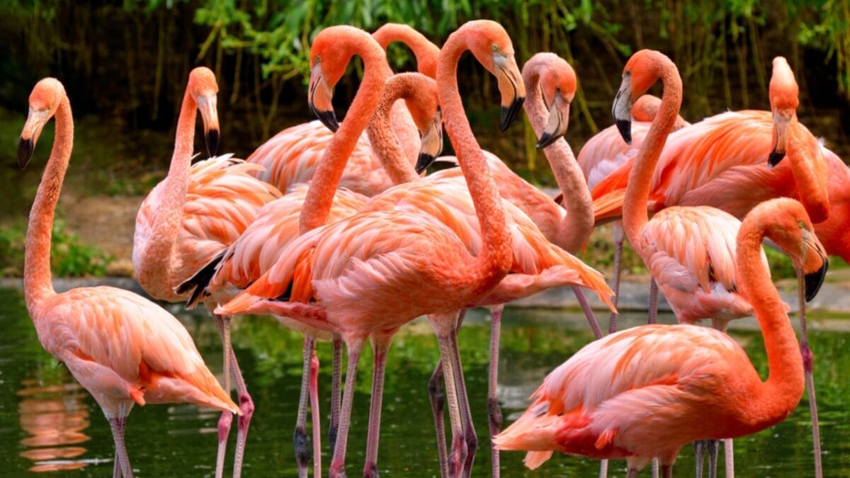 15 Bird Facts That Will Make Us All Birders in the U.S. 14 15 Bird Facts That Will Make Us All Birders in the U.S. - flamingo dp53023791