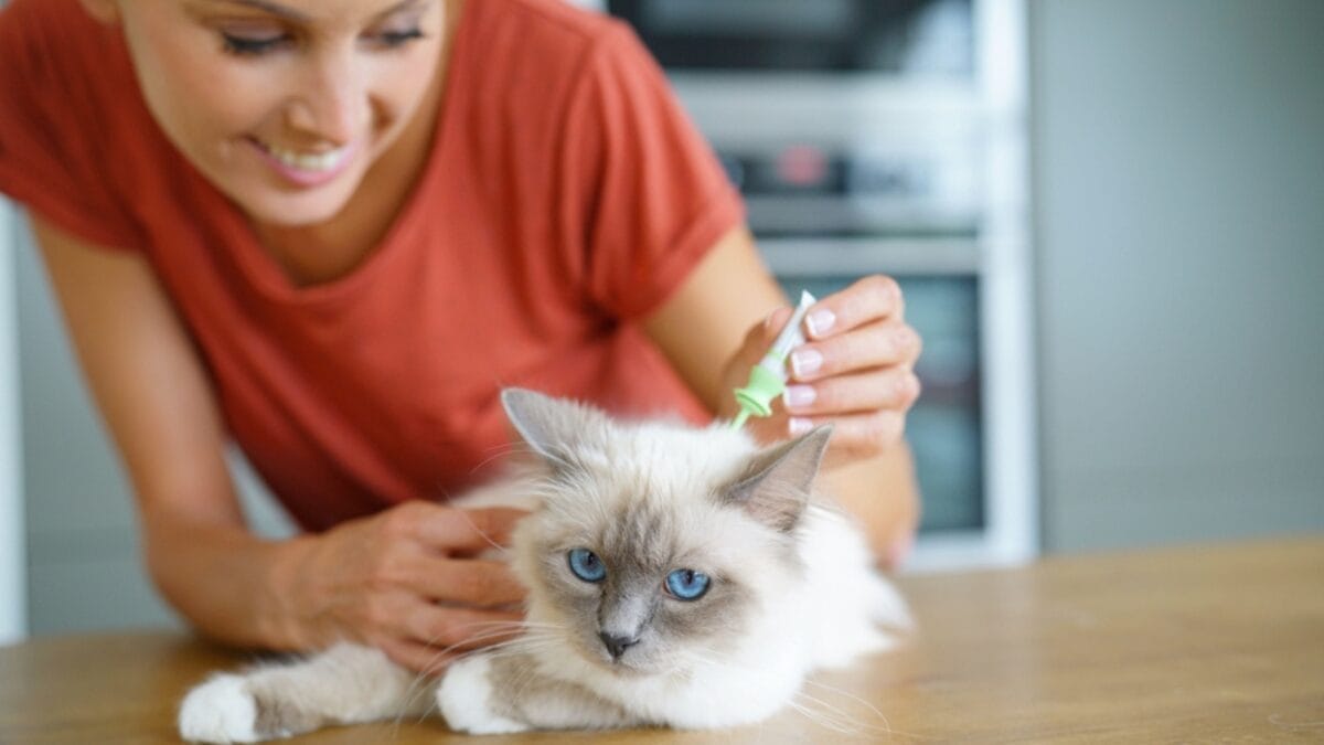 15 Ways to Calm Your Cat's Itchy & Irritated Skin 4 15 Ways to Calm Your Cat's Itchy & Irritated Skin - flea control dp158941010