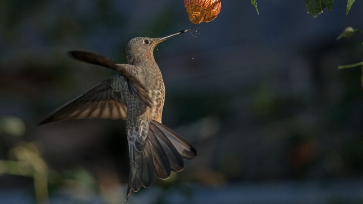 New Study Finds Giant Hummingbird Is Actually Two Species 5 New Study Finds Giant Hummingbird Is Actually Two Species - flight of giant hummingbird dp670317670