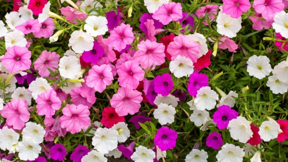 15 Fall Flowers That Attract Pollinators & Add Color 17 15 Fall Flowers That Attract Pollinators & Add Color - flower petunia ss2400022101