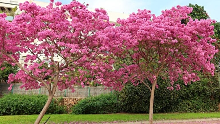 15 Pink Flowering Trees to Add a Splash of Color to Your Garden - flowers in garden ss2440932103