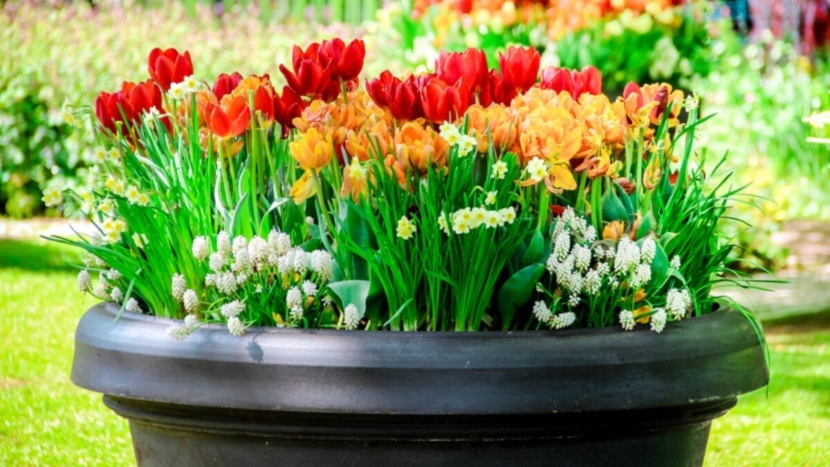 Say Goodbye to Garden Chores with These 20 Maintenance-Free Front Yard Ideas 14 Say Goodbye to Garden Chores with These 20 Maintenance-Free Front Yard Ideas - flowers in pot ss1030218667