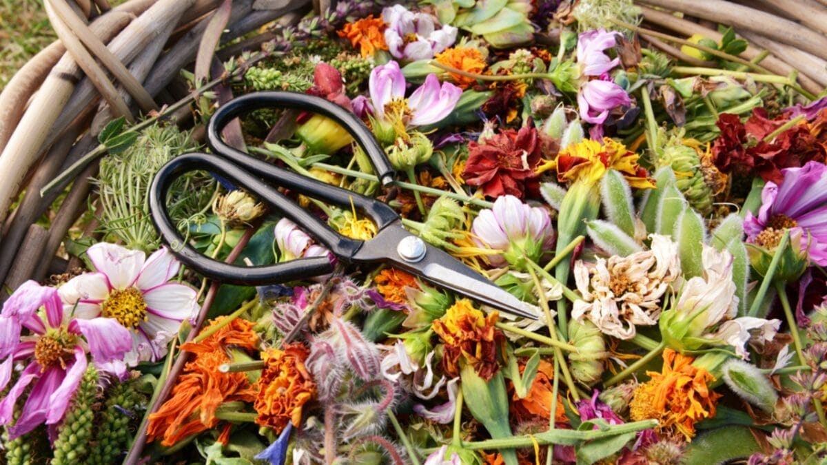 This Simple Deadheading Tweak Transforms Your Garden Flowers into the Biggest, Brightest Blooms 4 This Simple Deadheading Tweak Transforms Your Garden Flowers into the Biggest, Brightest Blooms - flowers with scissors ss1810936330