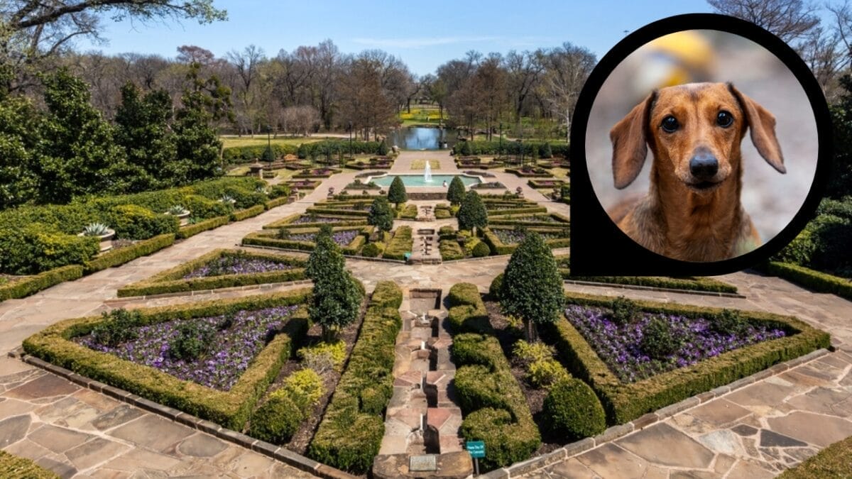 15 American Cities With the Cutest Dogs 12 15 American Cities With the Cutest Dogs - fort worth texas ss2145416463 dp369681636