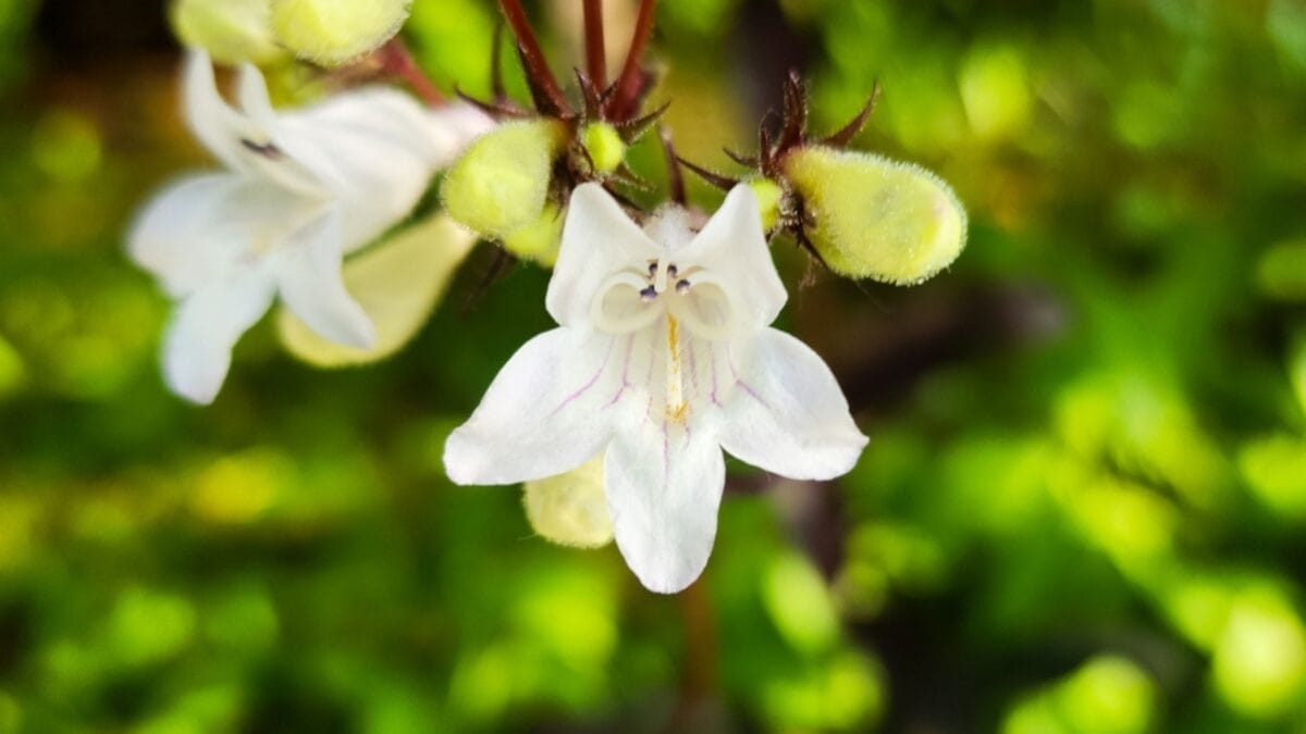 12 Plants That Defy Bad Soil & Bring Beauty to Your Garden 9 12 Plants That Defy Bad Soil & Bring Beauty to Your Garden - foxglove beardtongue ss2381174393