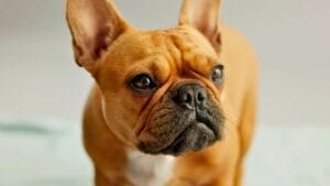 10 Things Only French Bulldog Aficionados Know 1 10 Things Only French Bulldog Aficionados Know - french bulldog ss2475092355