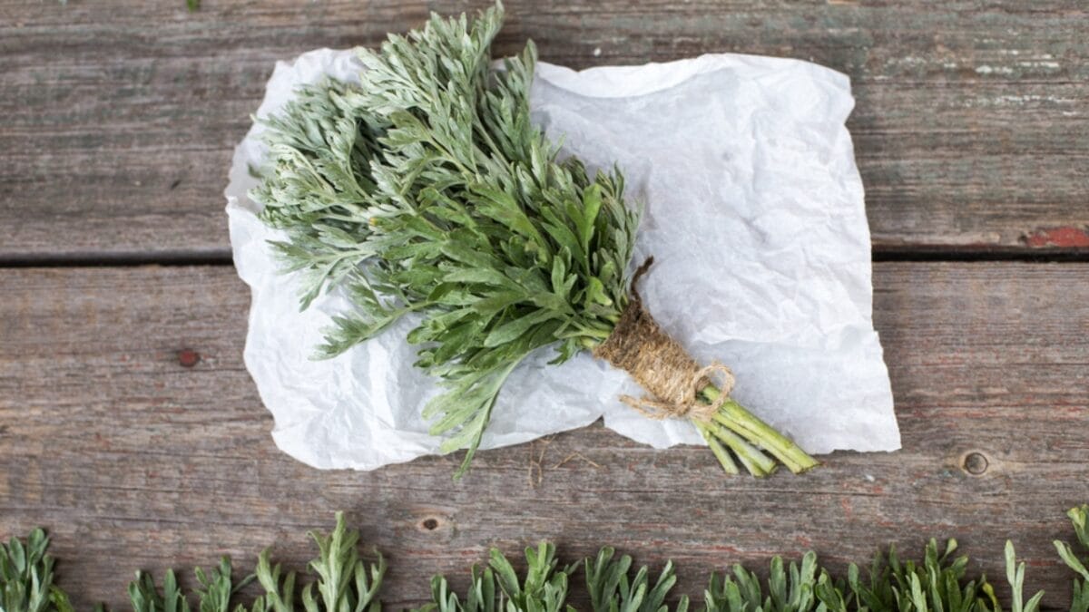 The Herbs I Stopped Using After My Chickens Got Sick 7 The Herbs I Stopped Using After My Chickens Got Sick - fresh wormwood plant dp385562888