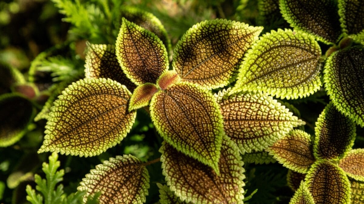 15 Dog-Safe Indoor Plants to Brighten Up Your Home 9 15 Dog-Safe Indoor Plants to Brighten Up Your Home - friendship plant dp352985770