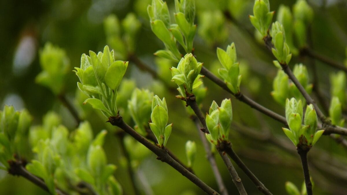 15 Pink Flowering Trees to Add a Splash of Color to Your Garden 17 15 Pink Flowering Trees to Add a Splash of Color to Your Garden - fringe tree dp421283412