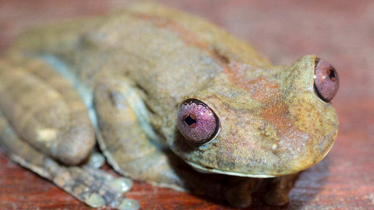 The Lazarus Effect: Could These 15 Extinct Creatures Walk the Earth Again? 11 The Lazarus Effect: Could These 15 Extinct Creatures Walk the Earth Again? - gastric brooding frog dp88527938