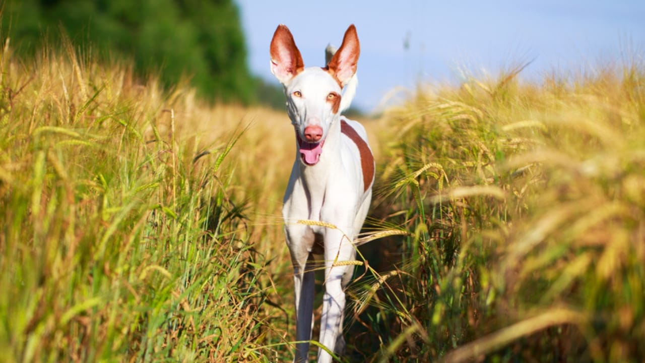 10 Reasons the Ibizan Hound is the Coolest Dog You've Never Heard Of - gem ibizan hound ss219614218