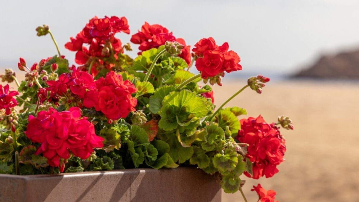 15 Perennials to Make Your Autumn Garden Glow with Colorful Foliage 12 15 Perennials to Make Your Autumn Garden Glow with Colorful Foliage - geranium ss2293879641