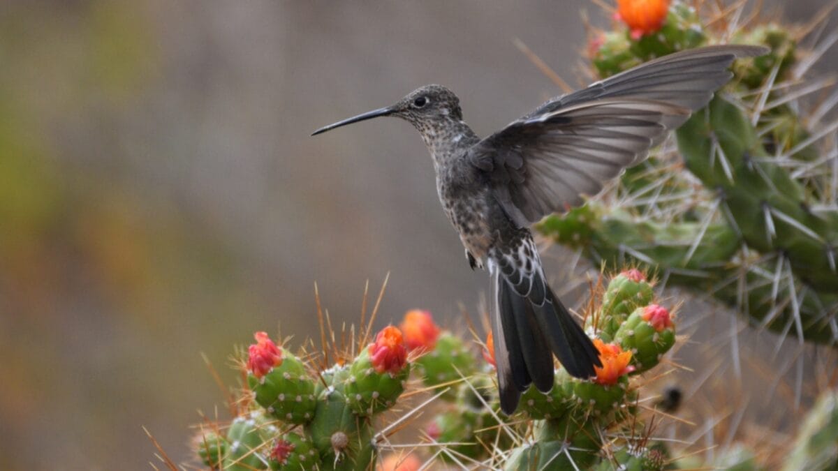 New Study Finds Giant Hummingbird Is Actually Two Species 4 New Study Finds Giant Hummingbird Is Actually Two Species - giant hummingbird peru ss1846000387