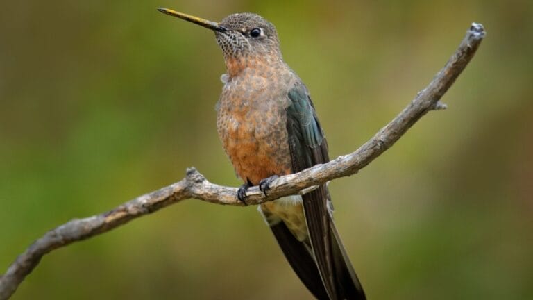 New Study Finds Giant Hummingbird Is Actually Two Species 1 New Study Finds Giant Hummingbird Is Actually Two Species - giant hummingbird sitting ss1963079356