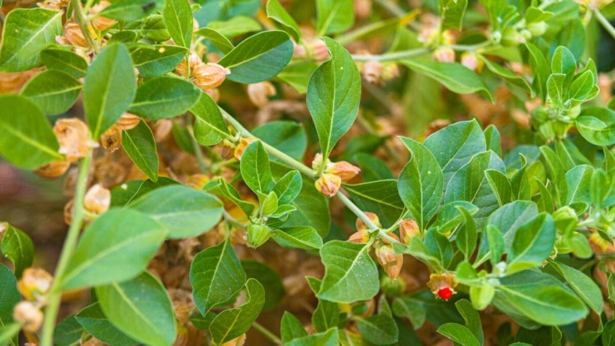 15 Profitable Plants That Could Add Thousands to Your Bank Account Yearly 4 15 Profitable Plants That Could Add Thousands to Your Bank Account Yearly - ginseng plant dp439889846