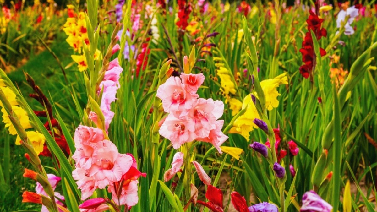 20 Beautiful Plants to Celebrate the Memory of Departed Loved Ones 18 20 Beautiful Plants to Celebrate the Memory of Departed Loved Ones - gladioli flowers dp182690874