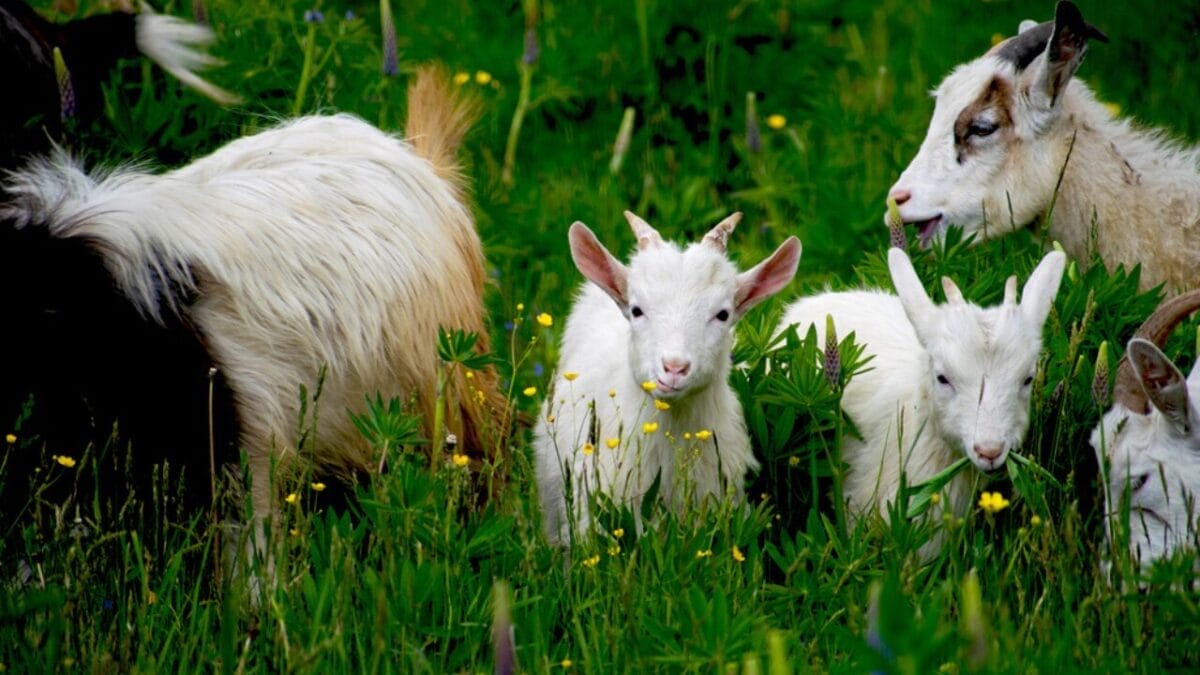 15 Effective Ways to Banish Poison Ivy for Good 10 15 Effective Ways to Banish Poison Ivy for Good - goat grazing dp267351746