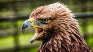 15 Dangerous Birds in North America You Don't Want to Mess With 1 15 Dangerous Birds in North America You Don't Want to Mess With - golden eagle mouth open dp243605818