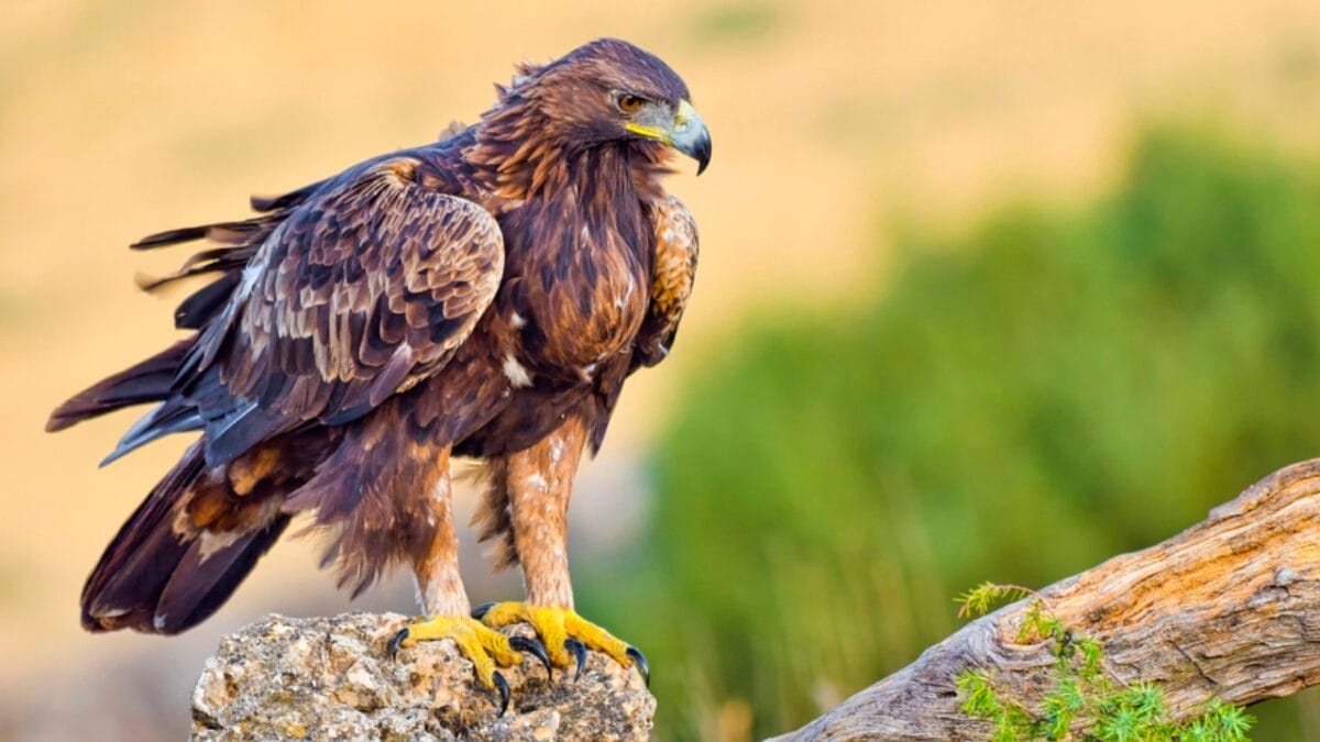 15 Birds That Take Flight at Record-Breaking Speeds - golden eagle ss1891299550