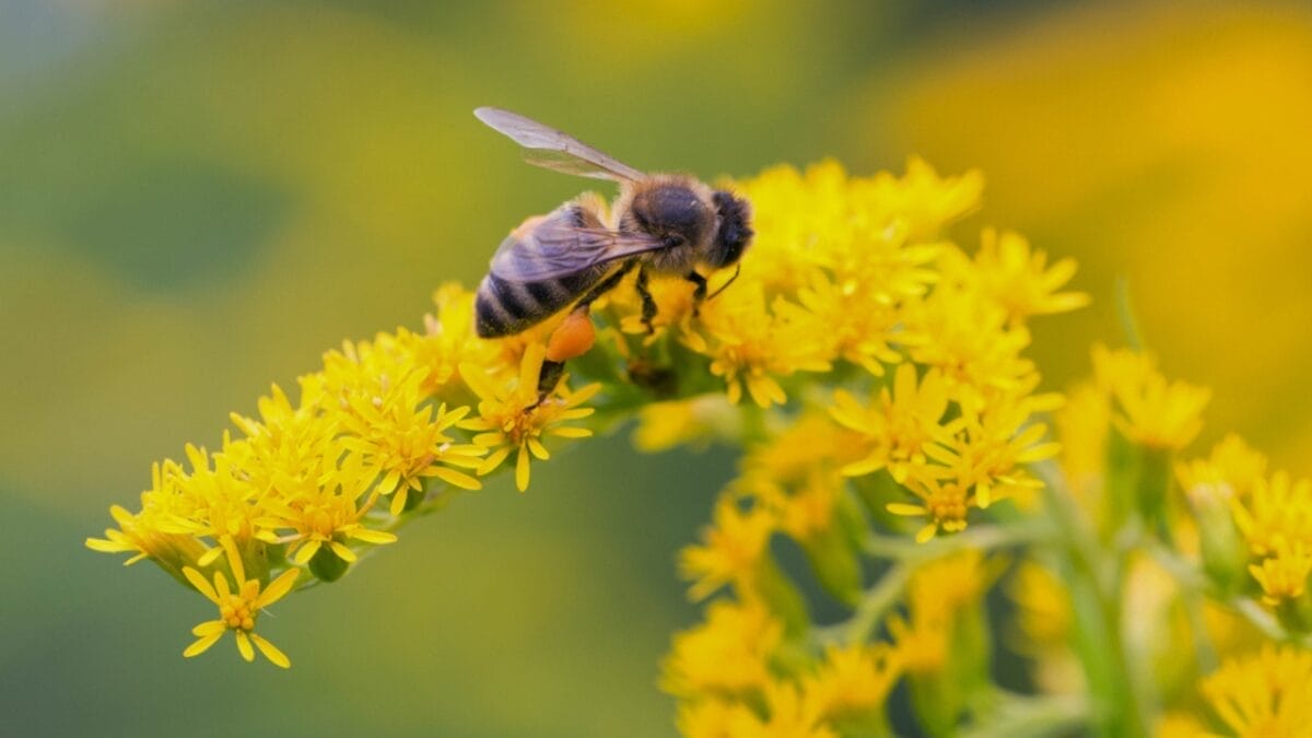Bee-Friendly Blooms: 12 Flowers That Attract Bees All Season Long 8 Bee-Friendly Blooms: 12 Flowers That Attract Bees All Season Long - goldenrod with bee dp595903380