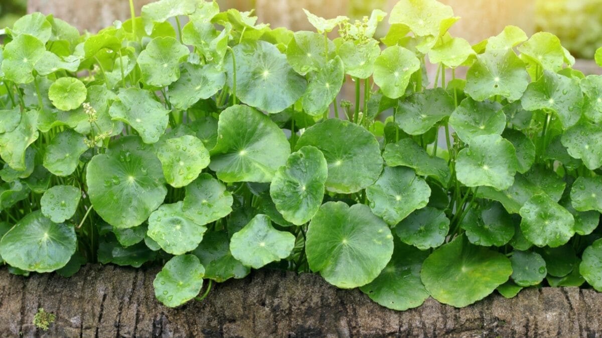 Healing in Your Backyard: 15 Medicinal Plants to Grow - gotu kola dp175044108