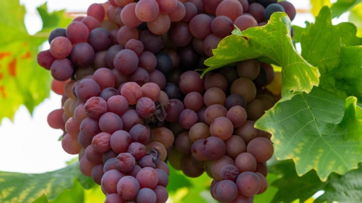 EWG’s 2024 Fruit & Veggie Dirty Dozen (Highest in Pesticides) & Clean 15 Lists - grapes ss2439668181