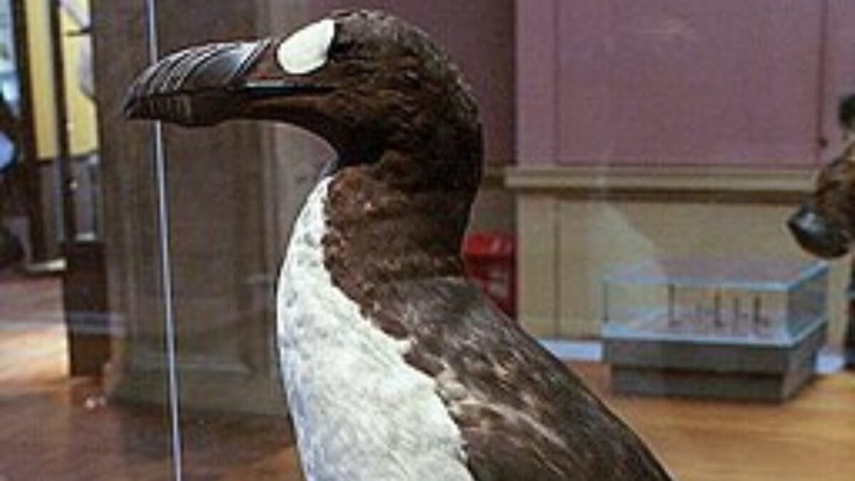 The Lazarus Effect: Could These 15 Extinct Creatures Walk the Earth Again? 12 The Lazarus Effect: Could These 15 Extinct Creatures Walk the Earth Again? - great auk penguin wc
